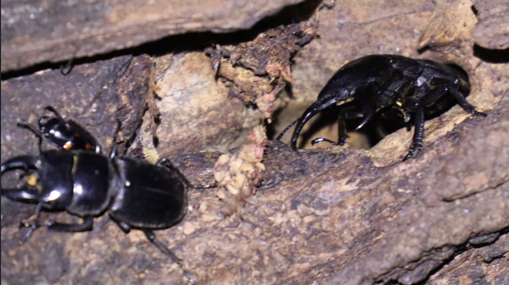 枝先のヤナギ⑦_ ヒラタクワガタ♂敗者36ｍｍ逃げる_ヤナギ林_2023年7月4日19時40分気温25.5度